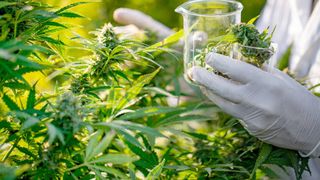 Anunțul momentului de la CIA. Rom&acirc;nia a devenit țară sursă de canabis