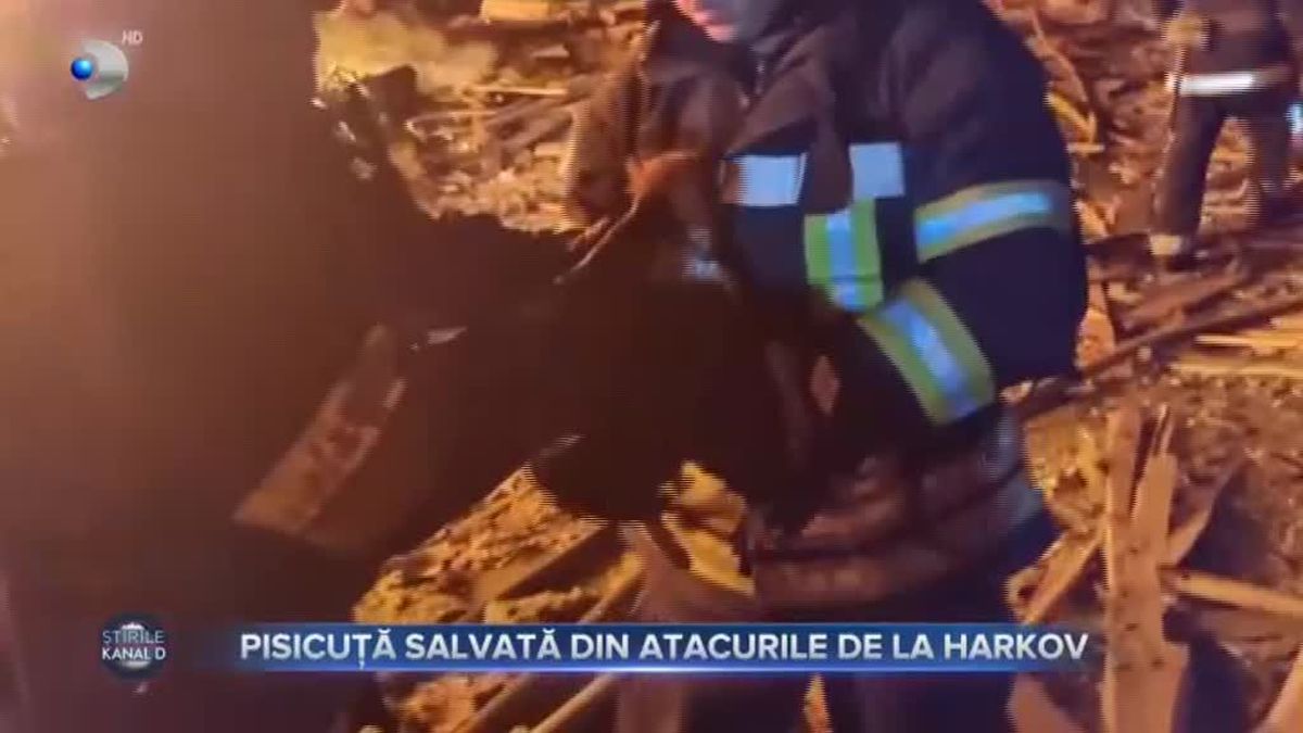 Pisicu Salvat Din Atacurile De La Harkov Stirile Kanal D Pisicu Salvat Din Atacurile De La Harkov Stirile Kanal D