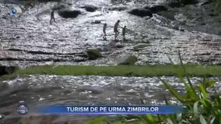 Turism de pe urma zimbrilor