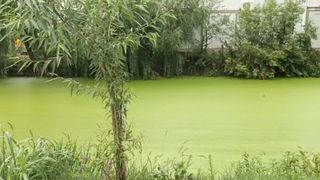 Fenomen bizar în aproprierea Capitalei. Râul Pasărea și-a schimbat în totalitate culoarea