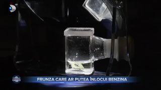 Frunza care ar putea înlocui benzina