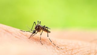 Un brăilean infectat cu virusul West Nile a murit
