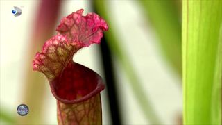 Expoziție cu plante carnivore