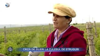 Criza de zilieri la cules de struguri