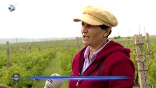 Criză de zilieri la culesul de struguri