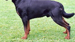 O tânără de 23 de ani a fost atacată de un câine. Polițiștii au intervenit