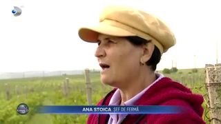 Criză de zilieri la culesul de struguri