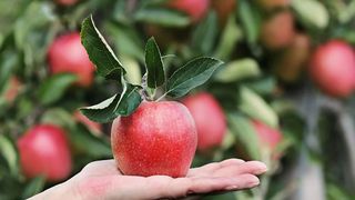 Cele mai sănătoase fructe de toamnă