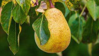 Cele mai sănătoase fructe de toamnă