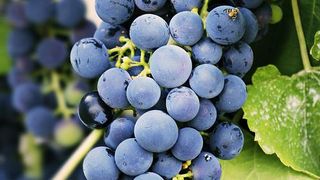 Cele mai sănătoase fructe de toamnă