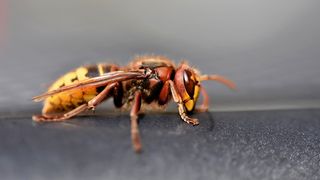 Trei persoane au dezvoltat reacții alergice după ce au fost înţepate de viespi. Un copil de 8 ani a fost transportat la spital