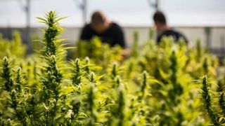 Cum a ajuns Vasile să fie implicat în cea mai mare rețea de distribuție a canabisului din Israel. Nu este prima oară când dă declarații