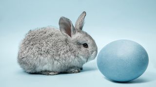 Îți dorești un prieten necuvântător? Iată care sunt cele mai iubitoare animale de companie