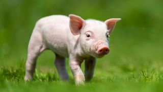 Îți dorești un prieten necuvântător? Iată care sunt cele mai iubitoare animale de companie