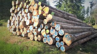 VIDEO - Coaliția vrea să interzică exportul lemnelor de foc și să plafoneze prețurile pentru acestea