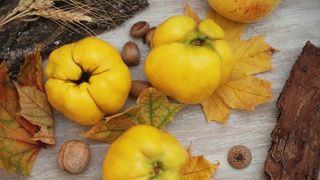 Beneficiile și contradicțiile gutuilor: Ce vitamine au și cine nu ar trebui să le consume?