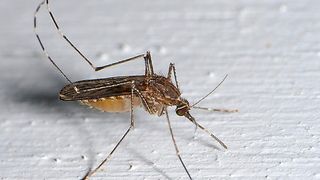 O femeie de 48 de ani a ajuns la spital după ce s-a infectat cu virusul West Nile. I s-a făcut rău și a căzut &icirc;n vie