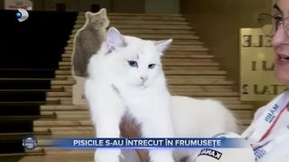 Pisicile s-au întrecut în frumusețe