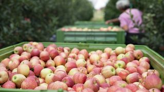Români, sclavi în străinătate. Au fost ținuți flămânzi și neplătiți timp de două săptămâni, într-o fermă din Belgia