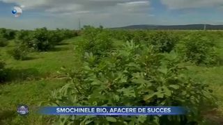 Smochinele bio, afacere de succes