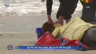 Sute de balene eșuate pe plajă