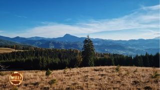 Cotlete de porc cu sos cremos de ciuperci