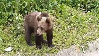 Un braconier a fost sf&acirc;șiat de o ursoaică prinsă &icirc;n laț