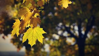 Prognoza meteo ANM în perioada 26 septembrie - 24 octombrie 2022. Ce spun meteorologii