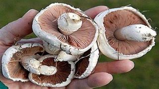 VIDEO - Mai multe persoane din Bihor au ajuns la Urgență din cauza intoxicațiilor cu ciuperci