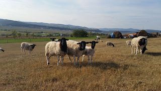 Mai multe cazuri de variola maimuței au fost identificate la oi, în Spania