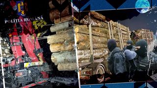 Percheziții de amploare în România la mafia lemnului