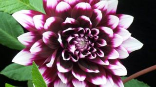 Cinci flori de toamnă pe care să le oferi