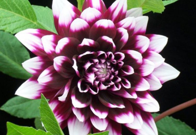 Cinci flori de toamnă pe care să le oferi