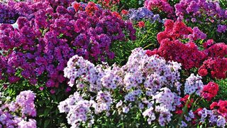 Cinci flori de toamnă pe care să le oferi