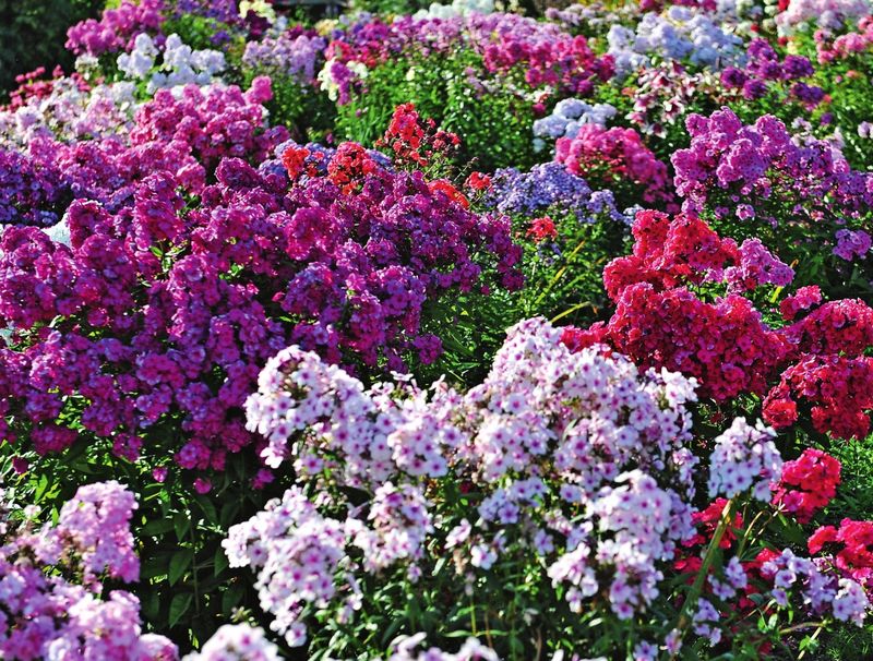 Cinci flori de toamnă pe care să le oferi