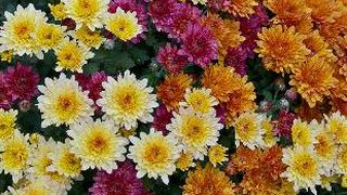 Cinci flori de toamnă pe care să le oferi. Sunt vedetele sezonului!