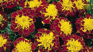 Cinci flori de toamnă pe care să le oferi