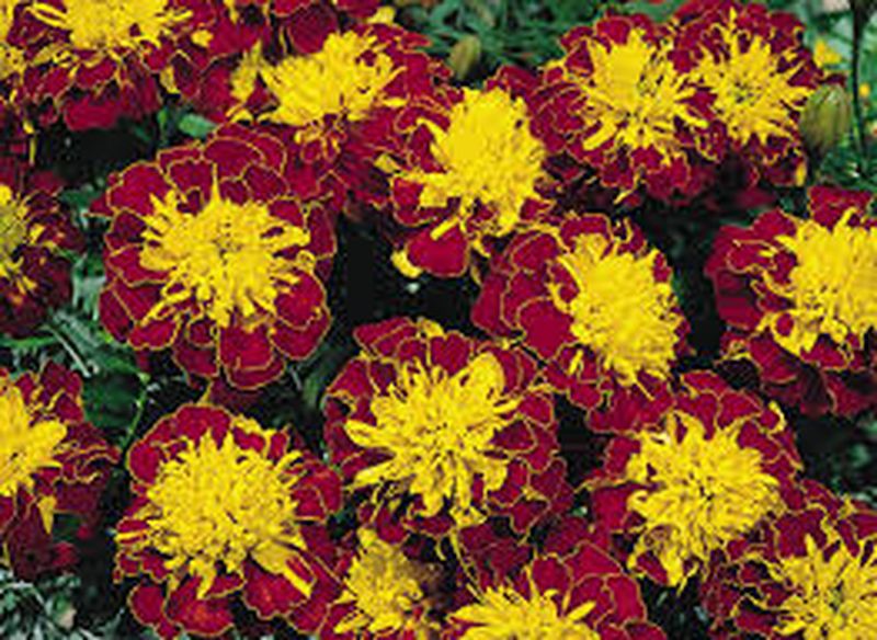 Cinci flori de toamnă pe care să le oferi