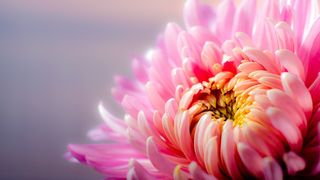 Cinci flori de toamnă pe care să le oferi