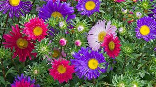 Cinci flori de toamnă pe care să le oferi