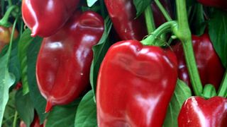 Trei metode pentru a păstra ardeiul kapia pentru iarnă