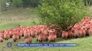 Povestea oierului modern