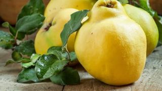 Beneficiile și contraindicațiile gutuilor: Cine nu ar trebuie să le mănânce?