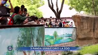 3 Panda sărbătoriți la Zoo