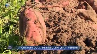 Cartofii dulci de Dăbuleni bat pepenii