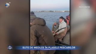 Sute de meduze &icirc;n plasele pescarilor