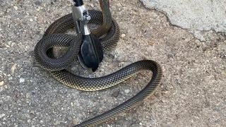 O familie din Slatina a trăit spaima vieții. Un șarpe de 2 metri a apărut în casa lor