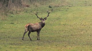 A murit după ce mașina lui a lovit un cerb