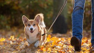 Paradă specială dedicată reginei Elisabeta a II-a. Sute de câini din rasa corgi au defilat în faţa palatului Buckingham