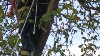 Un bărbat din Vaslui a fost găsit decedat în vârful unui copac, la 10 metri înălțime